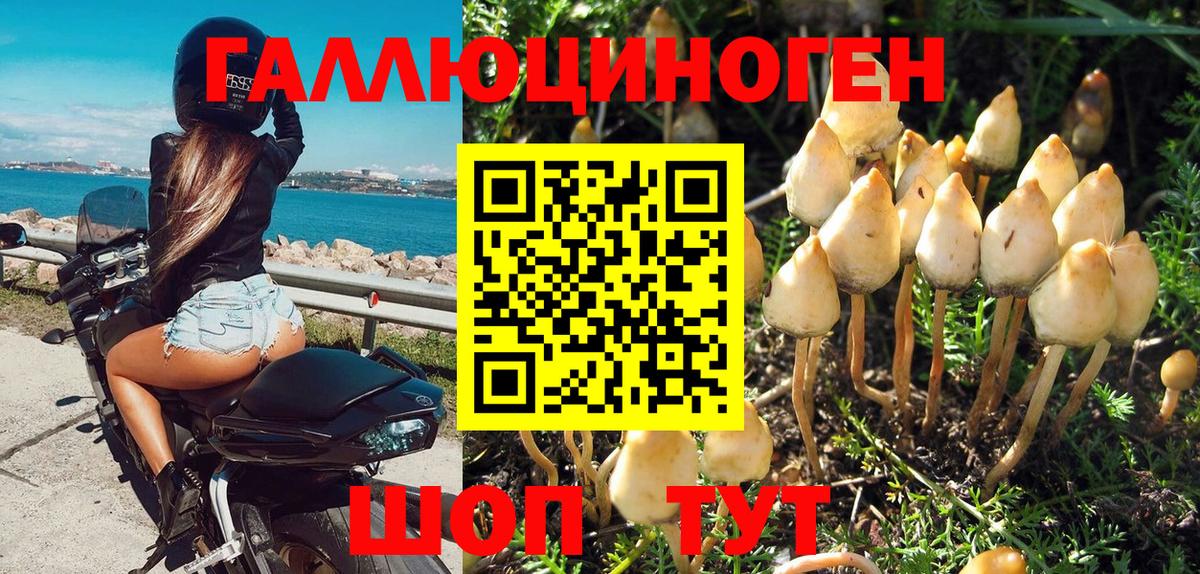 Псилоцибиновые грибы Psilocybine cubensis Лабытнанги